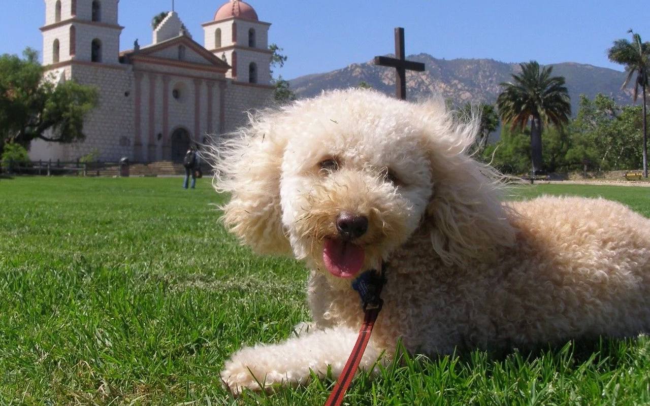 cagnolino felice sul prato durante la consueta passeggiata