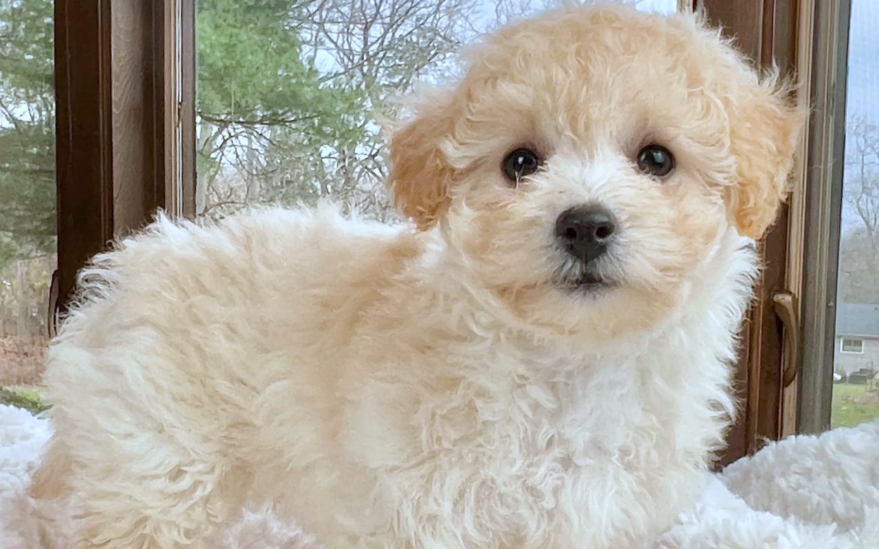 cagnolino che somiglia al barboncino