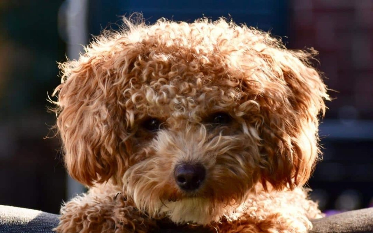 cagnolino sotto al sole un po' triste