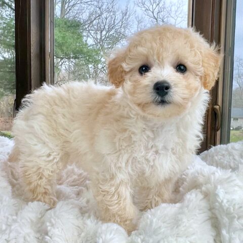 Poochon, incrocio tra Barboncino e Bichon: storia e curiosità