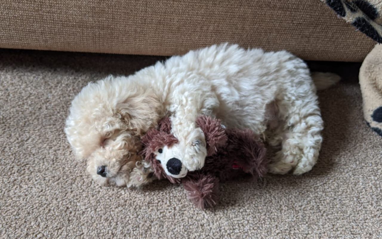 cagnolino bianco molto piccolo che gioca a terra con un peluche