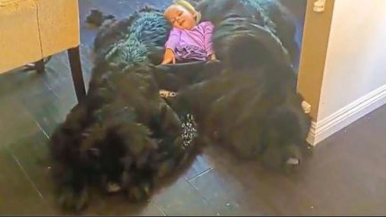 Una bambina che dorme tra due cani