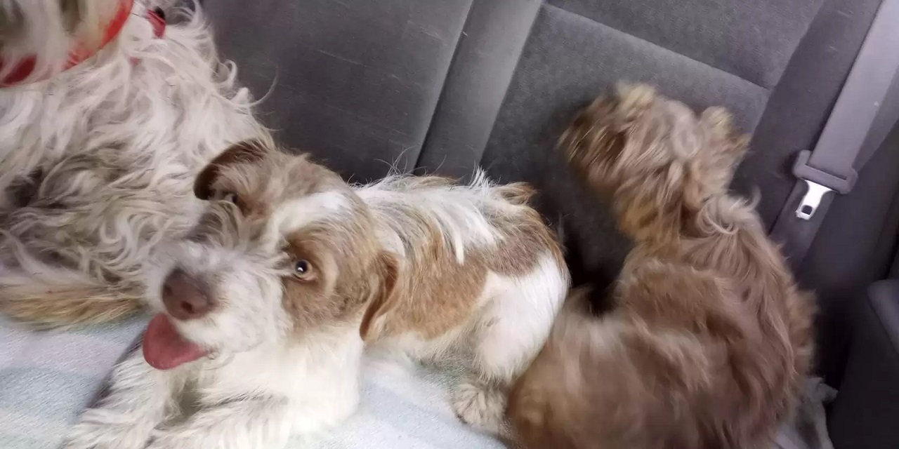 Cani in macchina