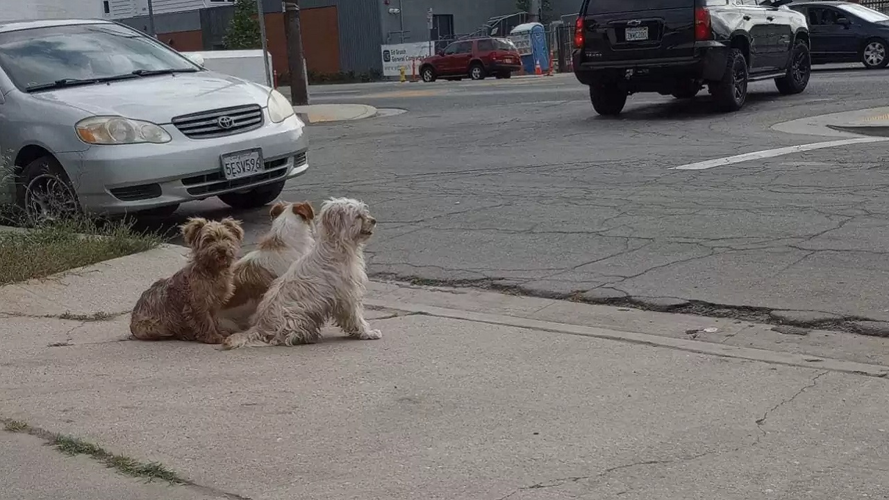 Cuccioli seduti in strada