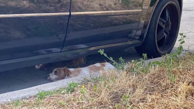 Tre cuccioli abbandonati si prendono cura l’uno l’altro per giorni, prima di essere salvati