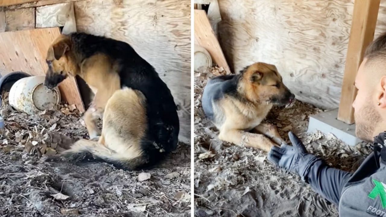 cane sulle foglie secche