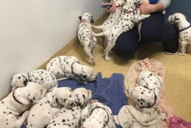 Non proprio 101, ma..quasi: questa Dalmata doveva avere solo 3 cuccioli e invece ha stupito tutti