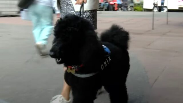“Ci aiuta ogni giorno”: Onyx è il cane di assistenza emotiva più empatico che ci sia