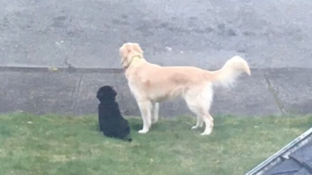 “Sono qui per dirti addio”: l’ultimo saluto tra il cane anziano e il cucciolo è commovente