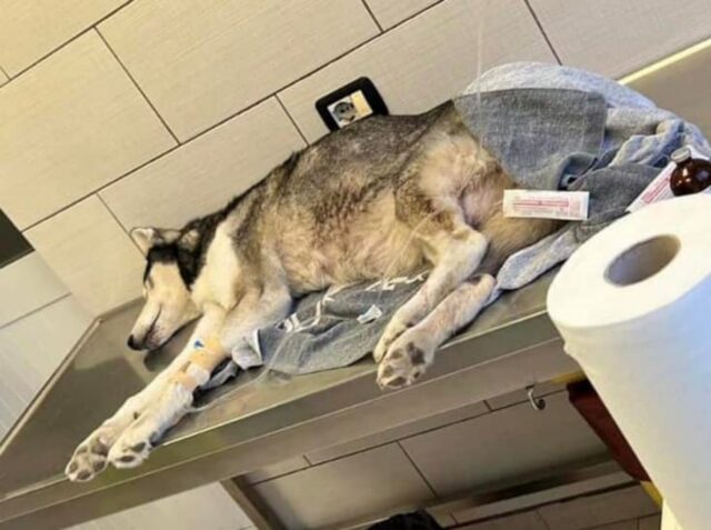 “Ci è stato suggerito di sopprimerla”: parte l’accorato appello per salvare la Siberian Husky