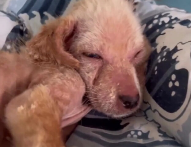 Deforme ma fortissimo, questo cucciolo di cane sembrava destinato all’infelicità. Ma non ha mai ceduto