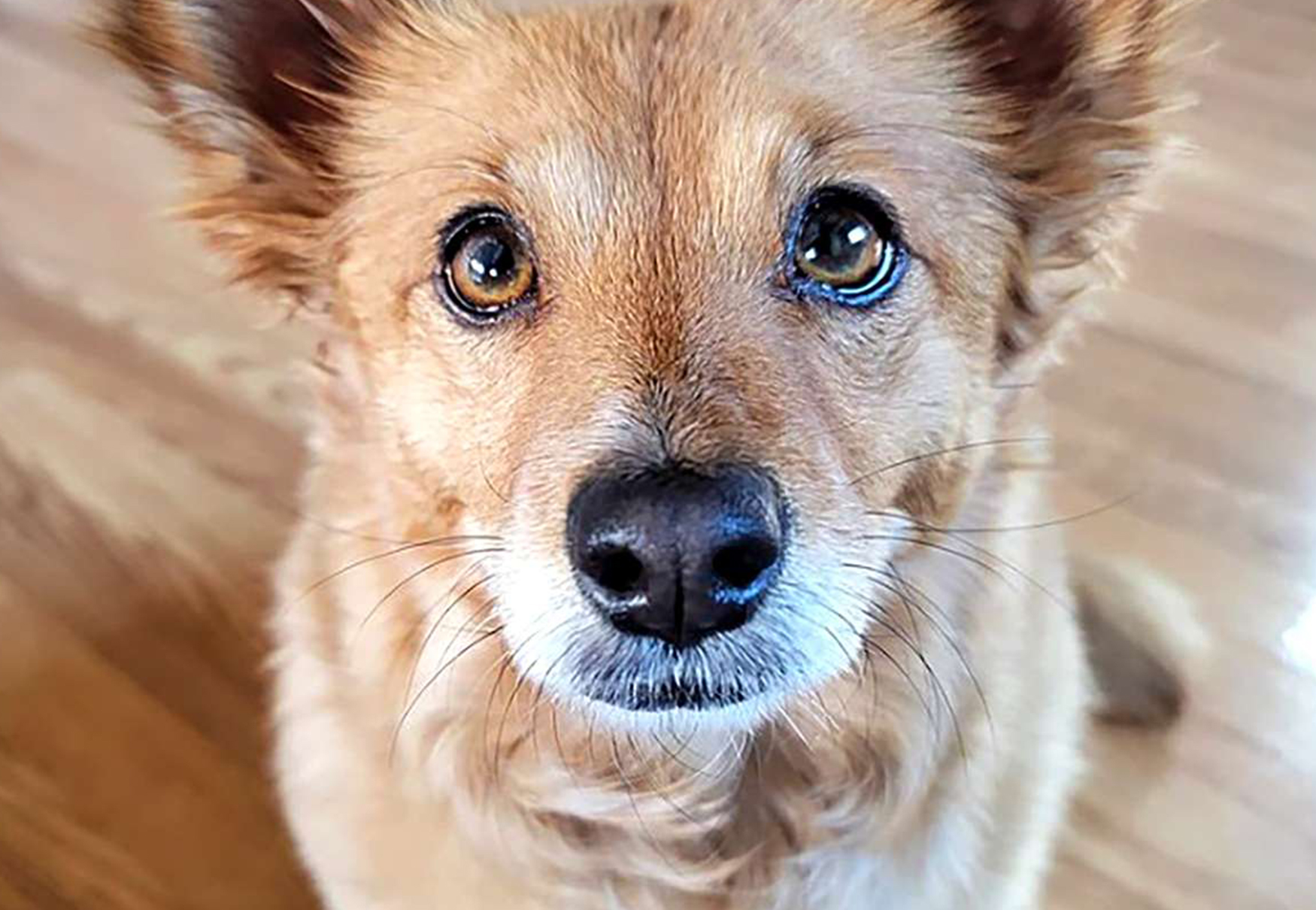 cane con occhi color miele