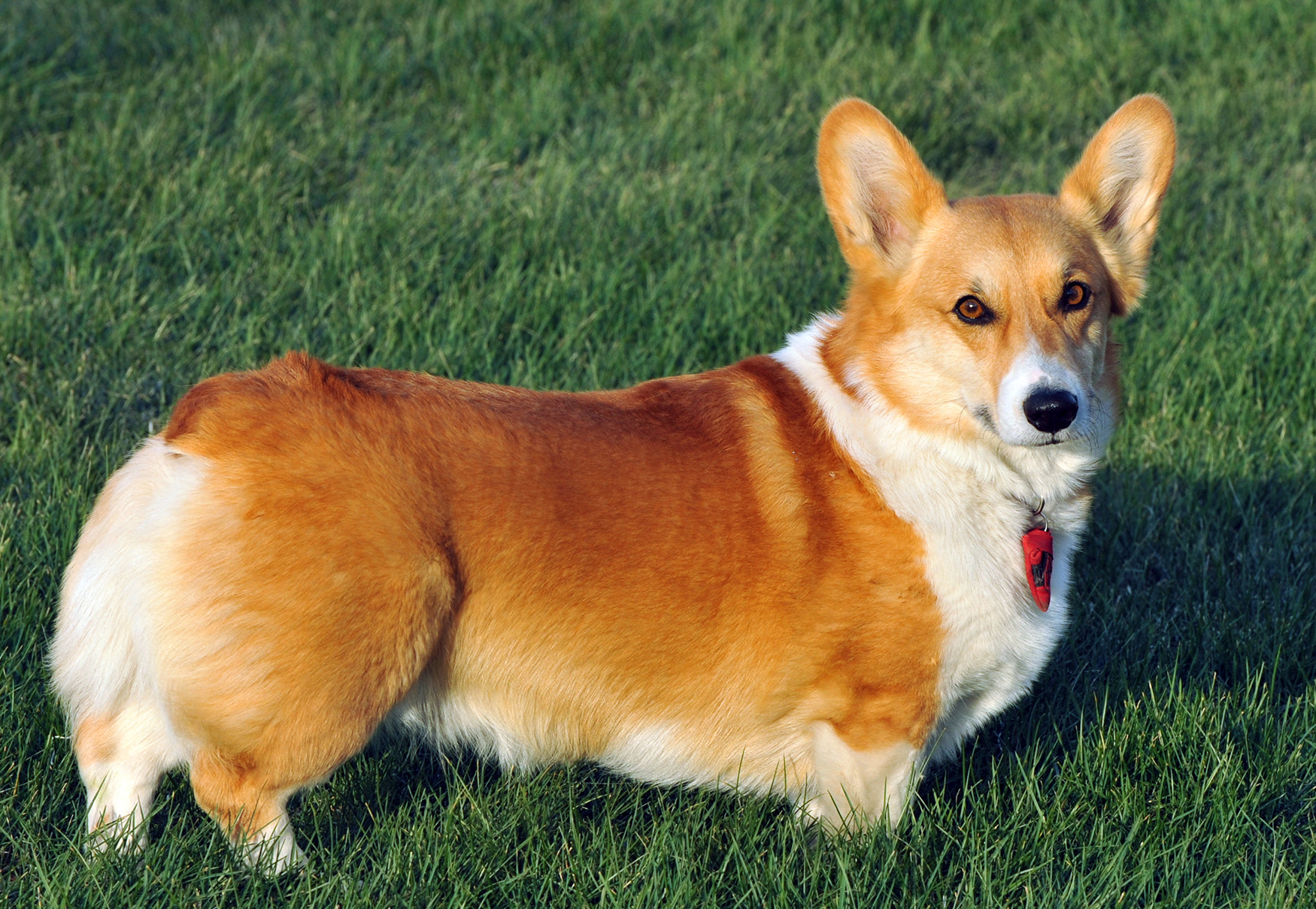 cane corgi 