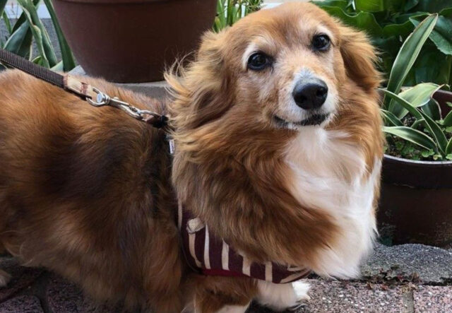 Dorgi, un cane reale: storia, origini e curiosità sulla razza