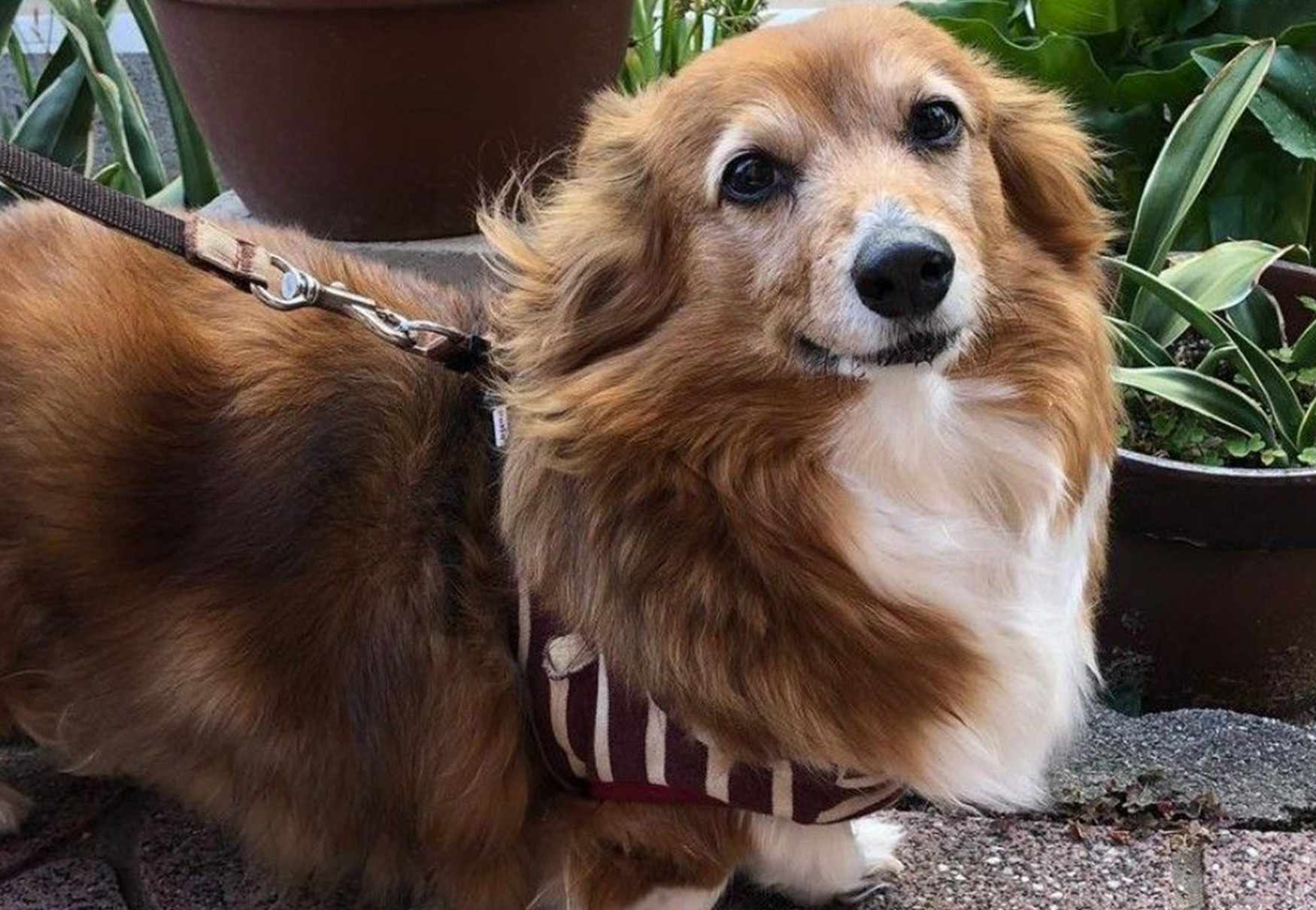 cane corgi a pelo lungo