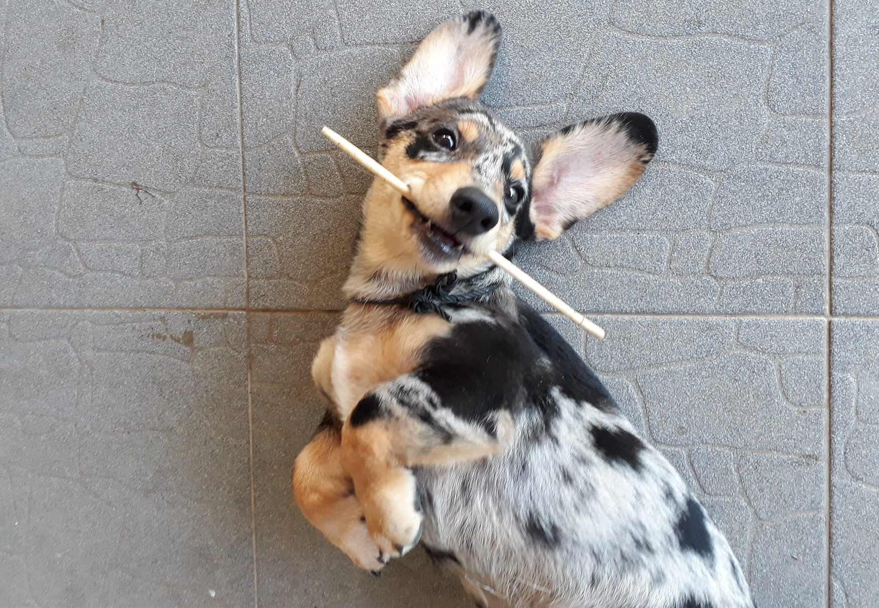 cane che cerca attenzioni