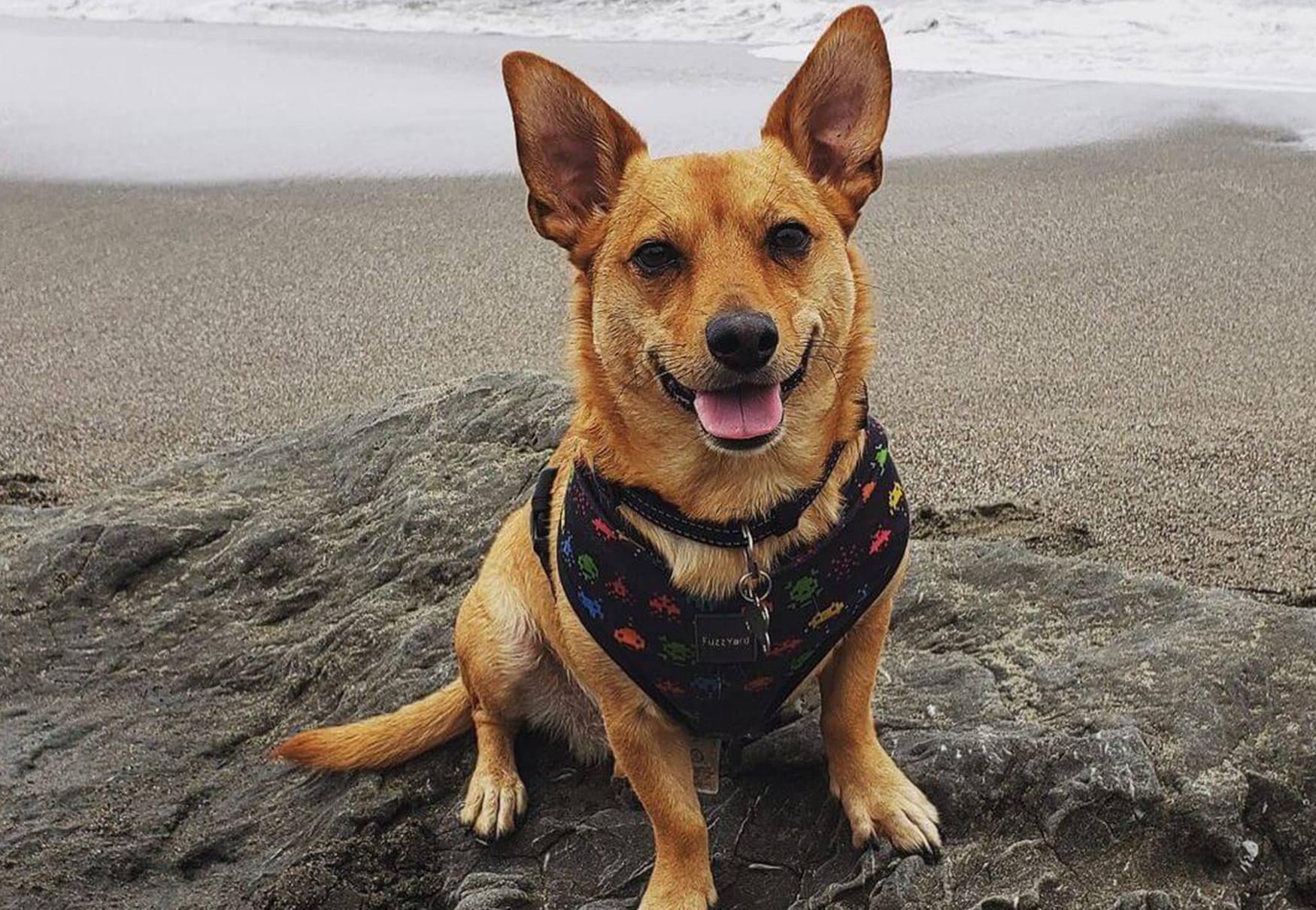 cane si diverte al mare