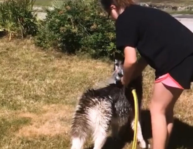 Doveva essere un semplice bagnetto, ma questo Husky è una vera drama queen