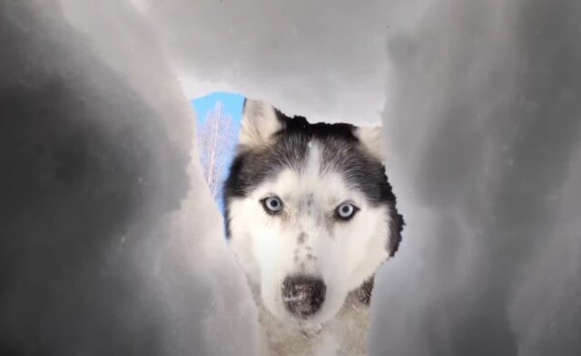 Finge di rimanere intrappolato sotto un cumulo di ghiaccio: i suoi tre Husky fanno di tutto per salvarlo