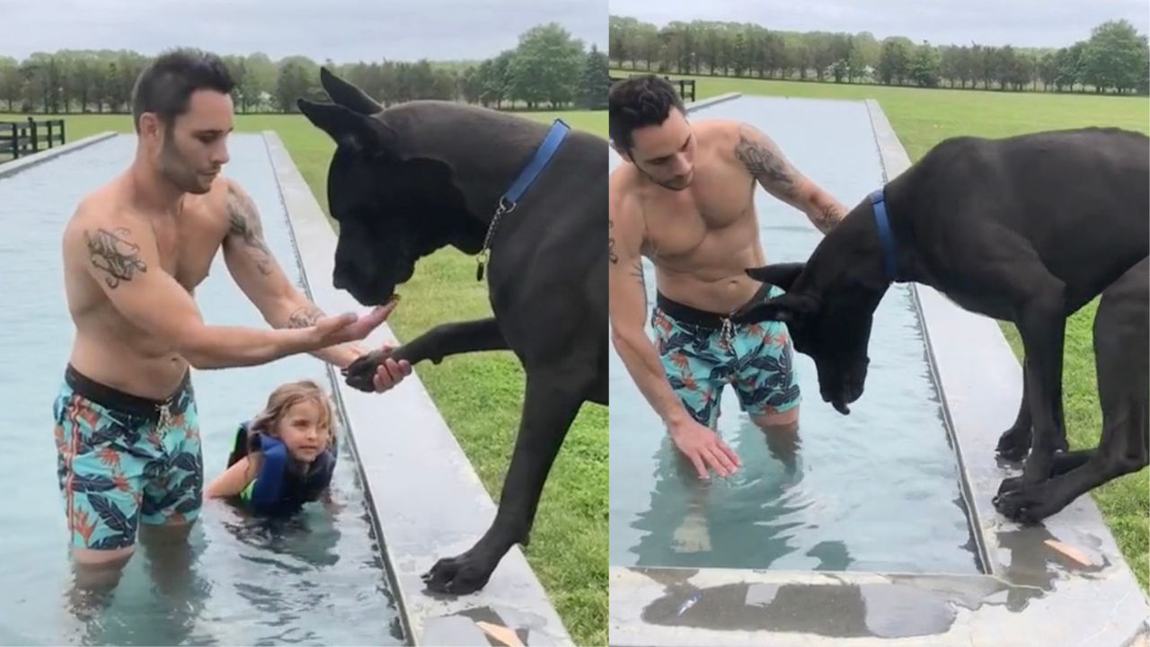 Alano ha paura di entrare in piscina