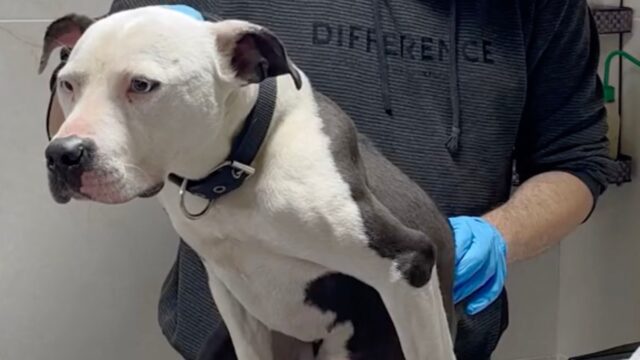 Gli avevano detto che la sua disabilità era incurabile, ma questo Pitbull ha sorpreso tutti