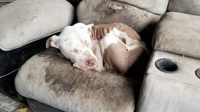 Gli hanno tolto i denti, in modo che non potesse difendersi. Così questo cane si stava lasciando morire