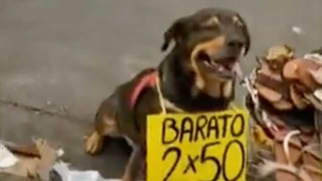 Ha colpito tutti: questo cane è diventato ufficialmente un venditore di scarpe in un mercatino