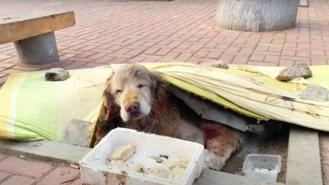 Hanno trovato questo Golden Retriever così, abbandonato dal padrone e in condizioni pessime: nessuno lo aiutava