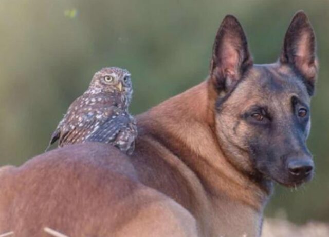 Il Malinois è riuscito in una tenera impresa: fare amicizia con questo adorabile gufetto