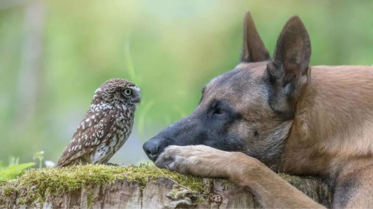 cane incredibile 