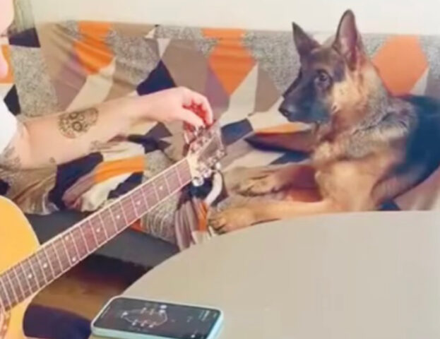 Il Pastore Tedesco ha la reazione più adorabile quando il padrone comincia ad accordare la chitarra