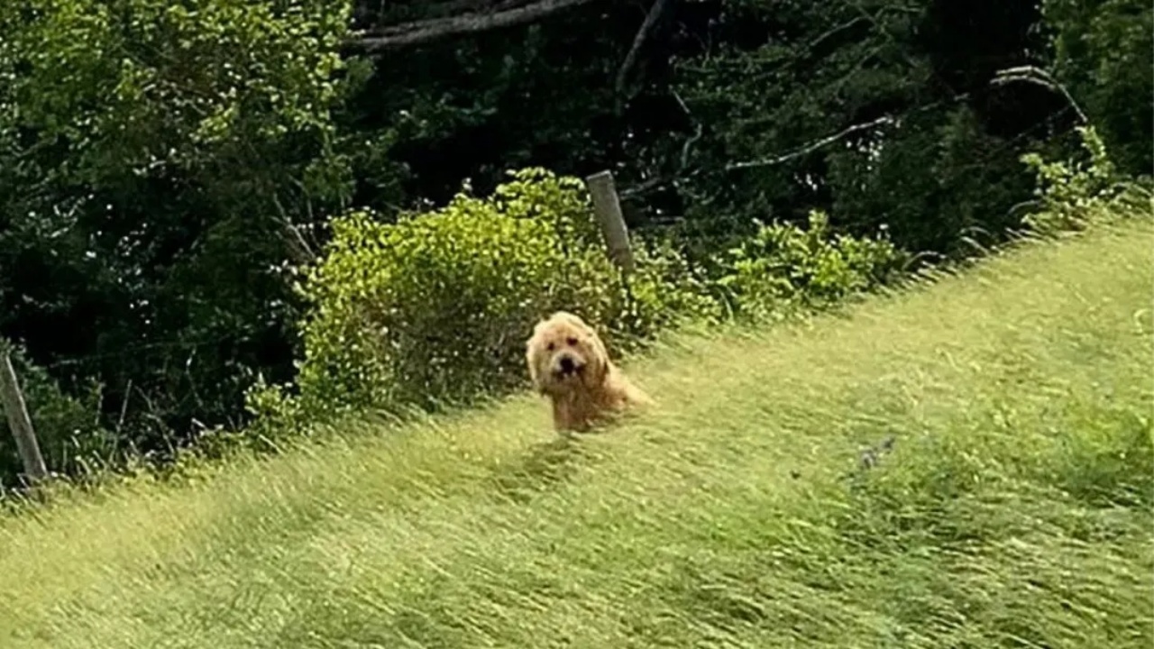 cane in mezzo al prato