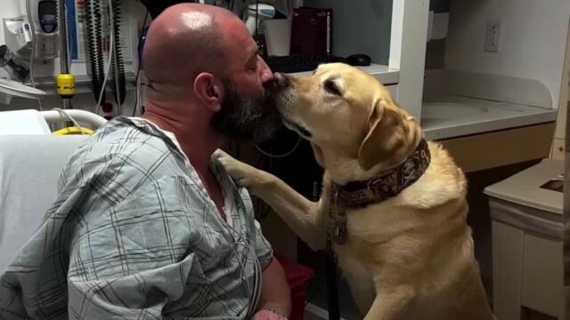 Il cane si rifiuta di lasciare il suo padrone in ospedale: resta con lui in ogni momento