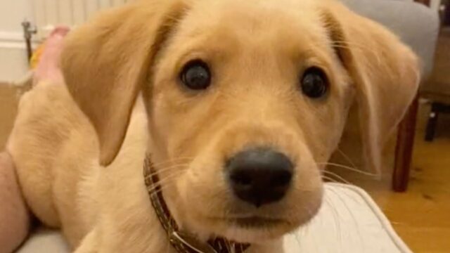 Il cucciolo di cane prova con tutte le sue forze a essere minaccioso, ma non ci riesce molto bene