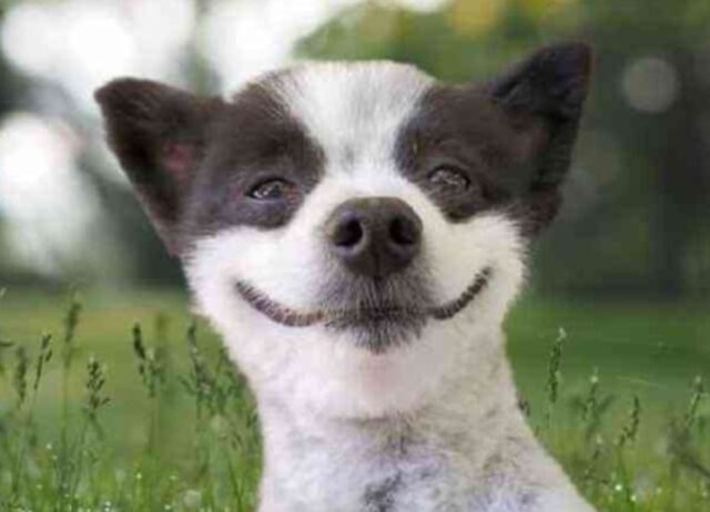 Il sorriso contagioso di questo cane trasmette a chiunque lo guardi ottimismo e allegria