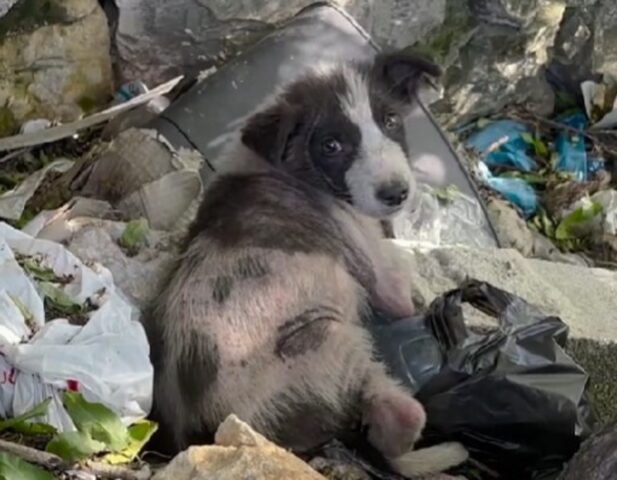 In mezzo al nulla, solo e disperato: hanno trovato questo cagnolino e ora si è trasformato