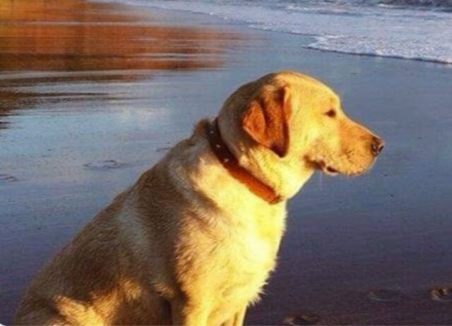 Installa un box di palline gratuito sulla spiaggia in onore del cane defunto: era il suo migliore amico