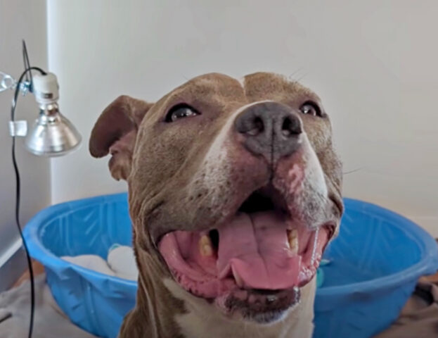 La Pitbull doveva essere abbattuta, invece l’hanno accolta. Non immaginavano però che fosse incinta