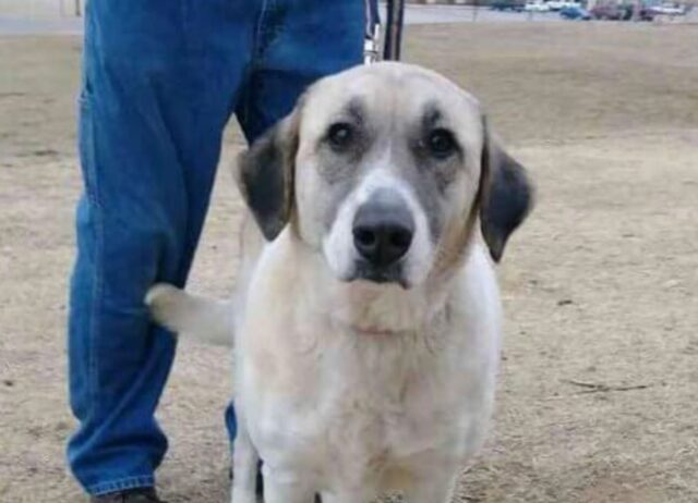 La cagnolina non si adattava alla sua nuova casa, quindi l’hanno data via. Anche quando lei è tornata