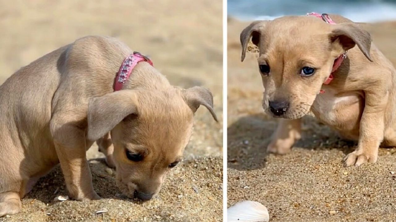 Cagnolina con deformità