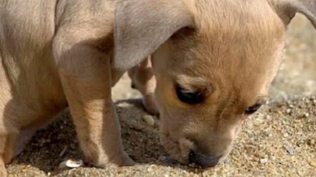 La cagnolina viene scartata e trattata male perché deforme: viene abbandonata sul ciglio della strada