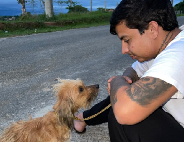 La cucciola di cane randagia, malata e traumatizzata, prova amore per la prima volta