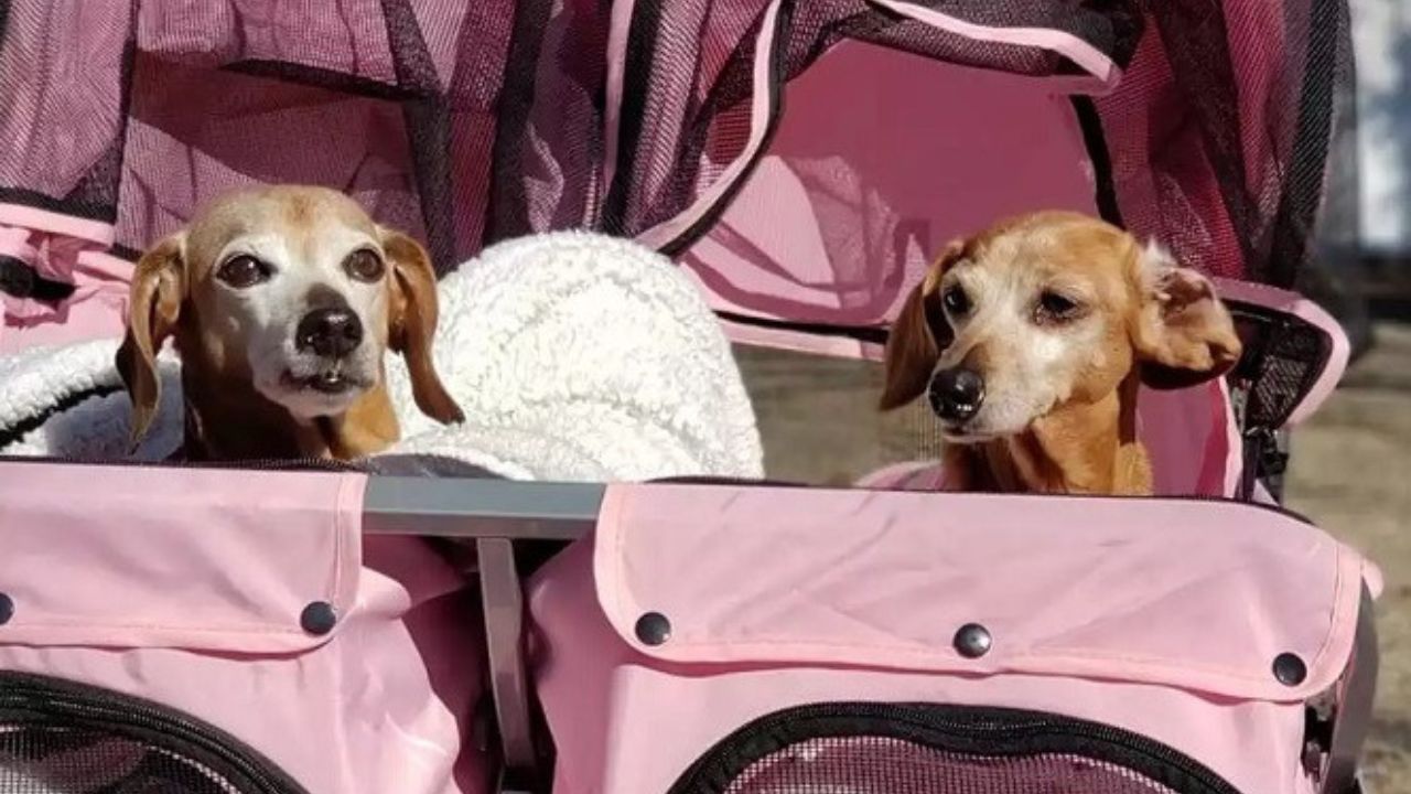 Coppia di cani anziani