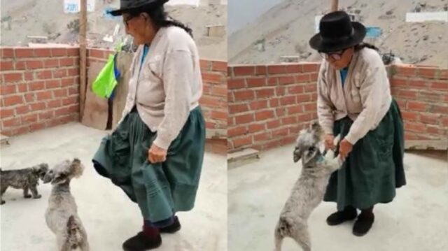 La nonnina ha 104 anni e riesce a riabbracciare il suo cane che era scomparso
