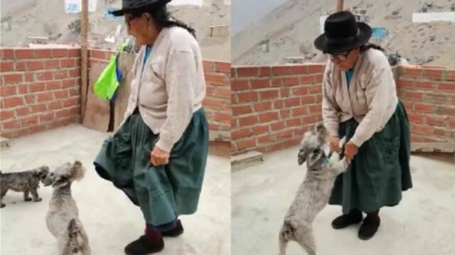 La nonnina ha 104 anni e riesce a riabbracciare il suo cane che era scomparso