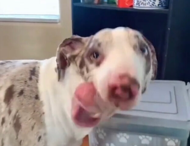 Cane con la lingua fuori