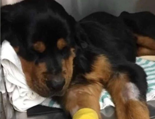 La piccola Rottweiler giaceva vicino a un bidone della spazzatura: aveva bisogno di aiuto