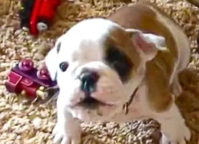 La rabbia di questo cucciolo di Bulldog è diventata virale: il suo modo di fare è tutto da vedere