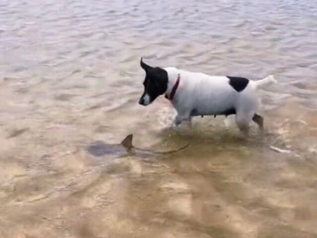 L’inseguimento che non ti aspetti: questo cane si avvicina a un pesce molto particolare