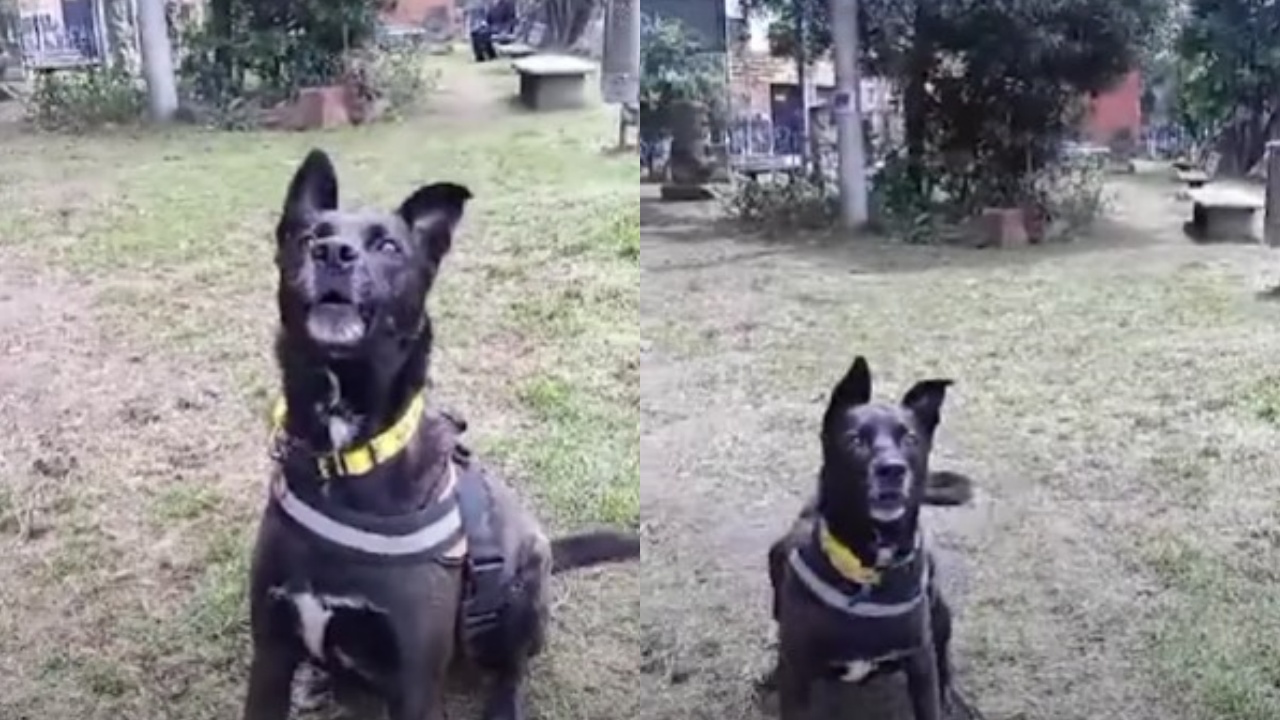 cagnolone nero